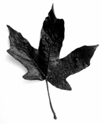 Environmental Services